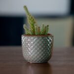 Décoration - mettez du piquant dans votre maison avec des cactus !
